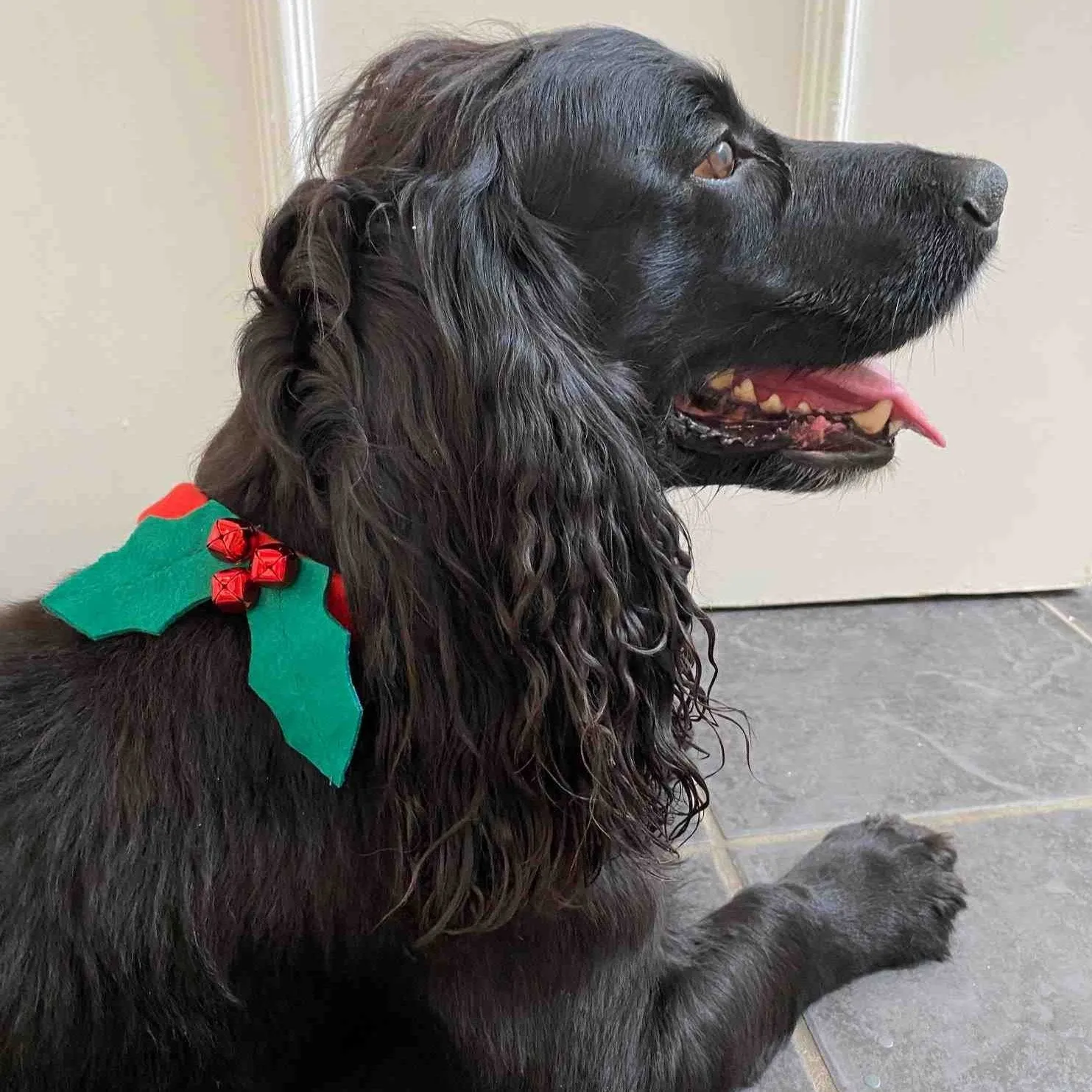 Christmas Holly Dog Dress Up