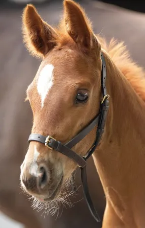 Shires Blenheim Leather Foal Slip